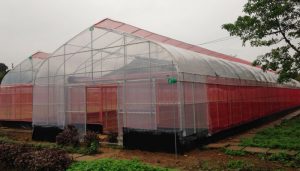 Nên chọn nhà màng hay nhà lưới?