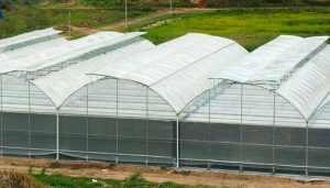 Ưu điểm của nhà màng và nhà lưới nông nghiệp? Nên chọn loại nào?